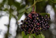 Ekstrakty z owoców czarnego bzu i korzenia pelargonii afrykańskiej wsparciem w czasie infekcji wirusowych